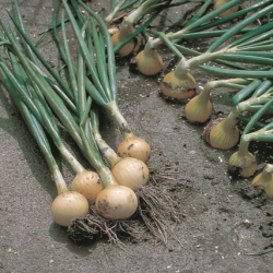 Cebula Swift  250 000 nasion zw st